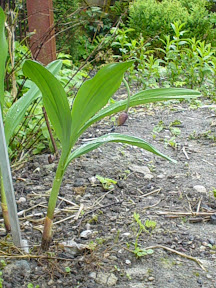 Allium victorialis