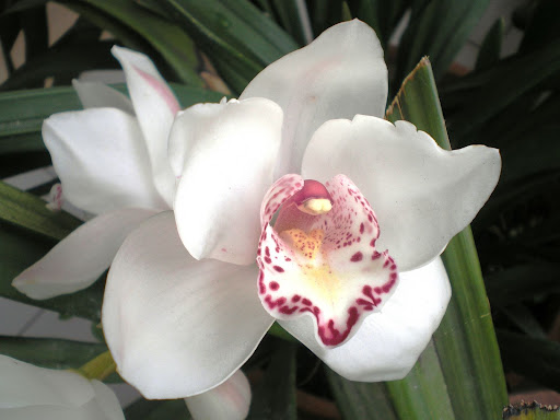 Orquídea