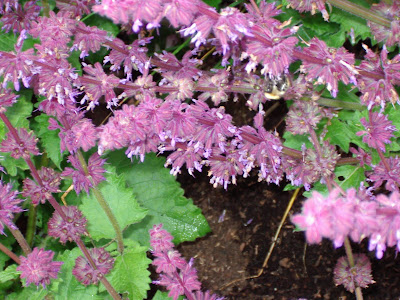 Walled Garden Scampston