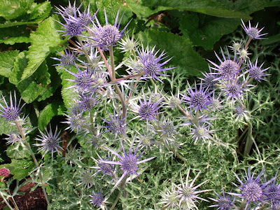 Walled Garden Scampston