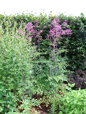 Walled Garden Scampston