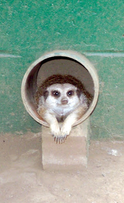 meerkat