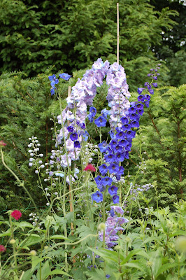 Delphinium Fanfare