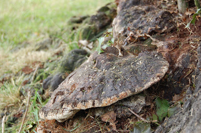 Fungus