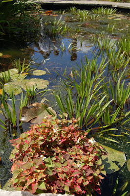 Pond with Heuchera