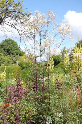 Thalictrum