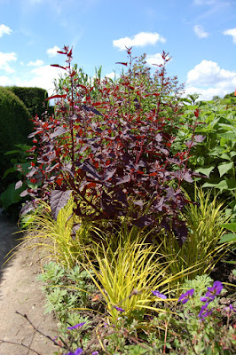 Colour combination dark red with yellow