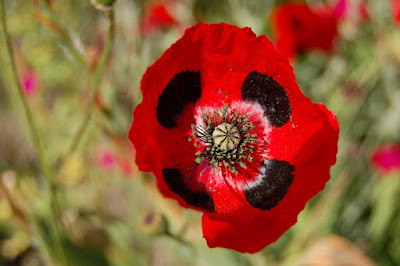 Poppy