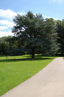 Landscape tree 3