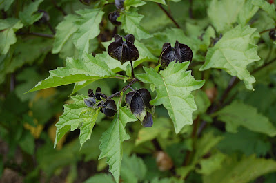 NICANDRA PHYSALOIDES &lsquo;Violacea&rsquo; - Shoo fly plant