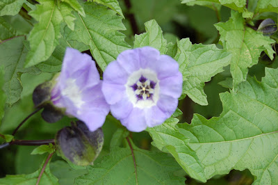 NICANDRA PHYSALOIDES &lsquo;Violacea&rsquo; - Shoo fly plant