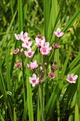 Water plant close up