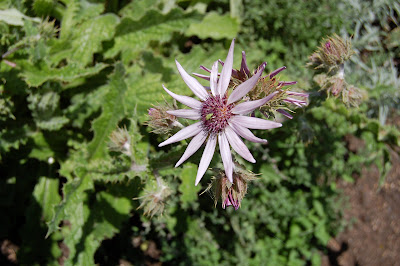 Prickly one