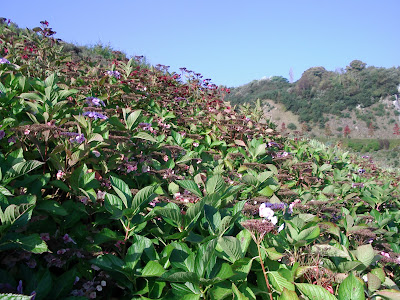 Eden project