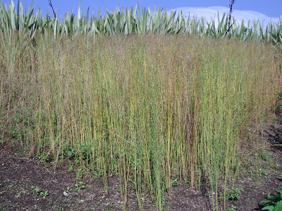 Fibres display - hemp
