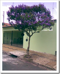 Imagem105