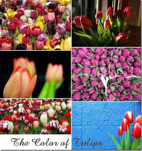 tulip collage