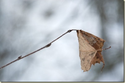Spring's Last Breath