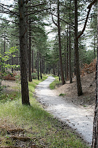 schoorlse duinen