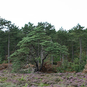 schoorlse duinen
