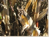 Corn on the cob on the stalk