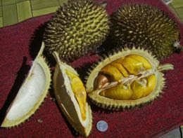 http://en.wikipedia.org/wiki/Durian