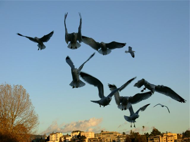 birds!.jpg