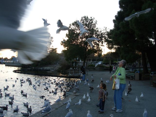 birds-and-feeders.jpg