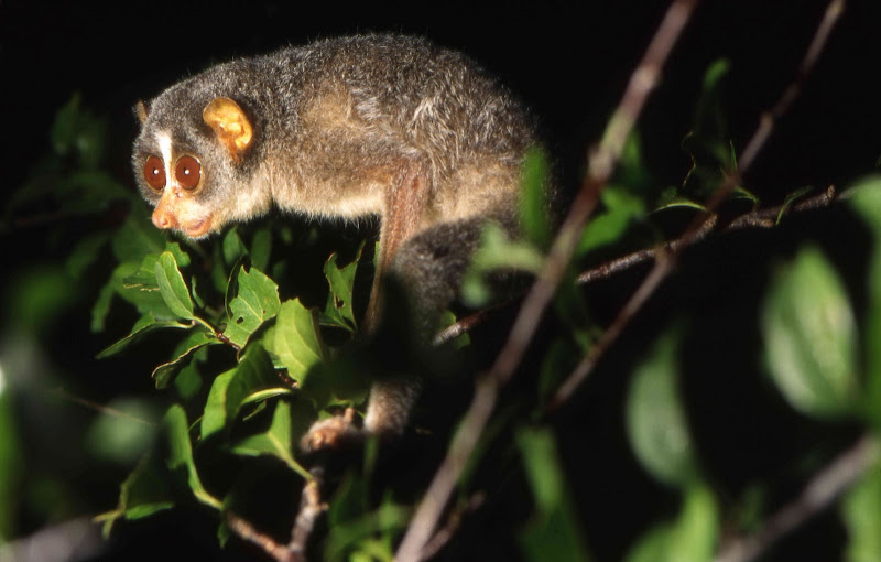 SlenderLoris.jpg