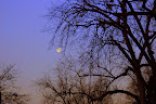 Moon caught in tree branches, winter morning. 