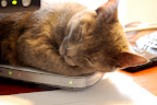 Computer cat curled up on her router. 