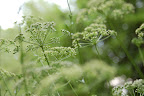 Sparkly dill (or fennel?) seed heads explode like fireworks. 