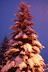 Majestic fir tree flocked in white