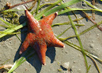 Leather starfish. Surprise Beach near Ketchikan Alaska. 
