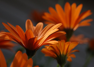 Orange flowers in the sun. 