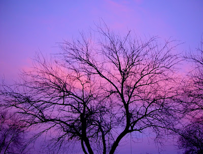 Naked tree silhouetted against purple December sunset in Boise, ID. 