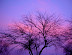 Naked tree silhouetted against purple December sunset in Boise, ID. 