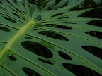 Tropical leaf macro shot. 