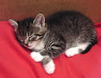 Sleeping kitten with white socks. 