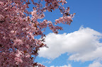 Pink tree blossoms against bright blue spring sky in Boise ID. 
