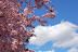 Pink tree blossoms against bright blue spring sky in Boise ID. 