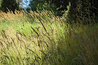 Grassy Meadow. Near Grass Valley, California. 
