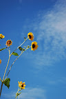 Wild sunflowers against a blue sky. Hailey, ID. 