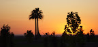 Hot sunset sky - palm silhouettes, Bakersfield, CA. 