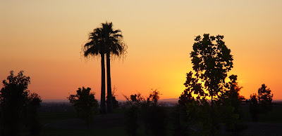 Hot sunset sky - palm silhouettes, Bakersfield, CA. 