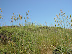 Timothy grass near Muir Beach. 