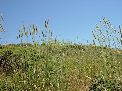 Timothy grass near Muir Beach. 