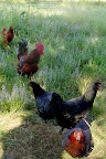 Chickens and rooster near Eugene, Oregon. 