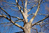 Bare sycamore branches against very blue Boise sky in January. 