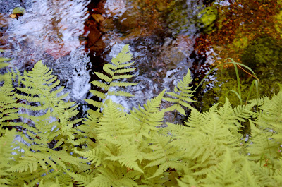 Lady ferns and creek near Ketchikan Alaska. 